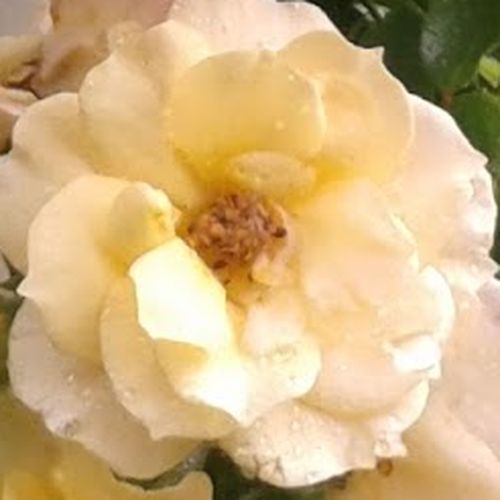 Rosa Zorba™ - trandafir cu parfum discret - Trandafir copac cu trunchi înalt - cu flori mărunți - galben - L. Pernille Olesen,  Mogens Nyegaard Olesen - coroană curgătoare - ,-